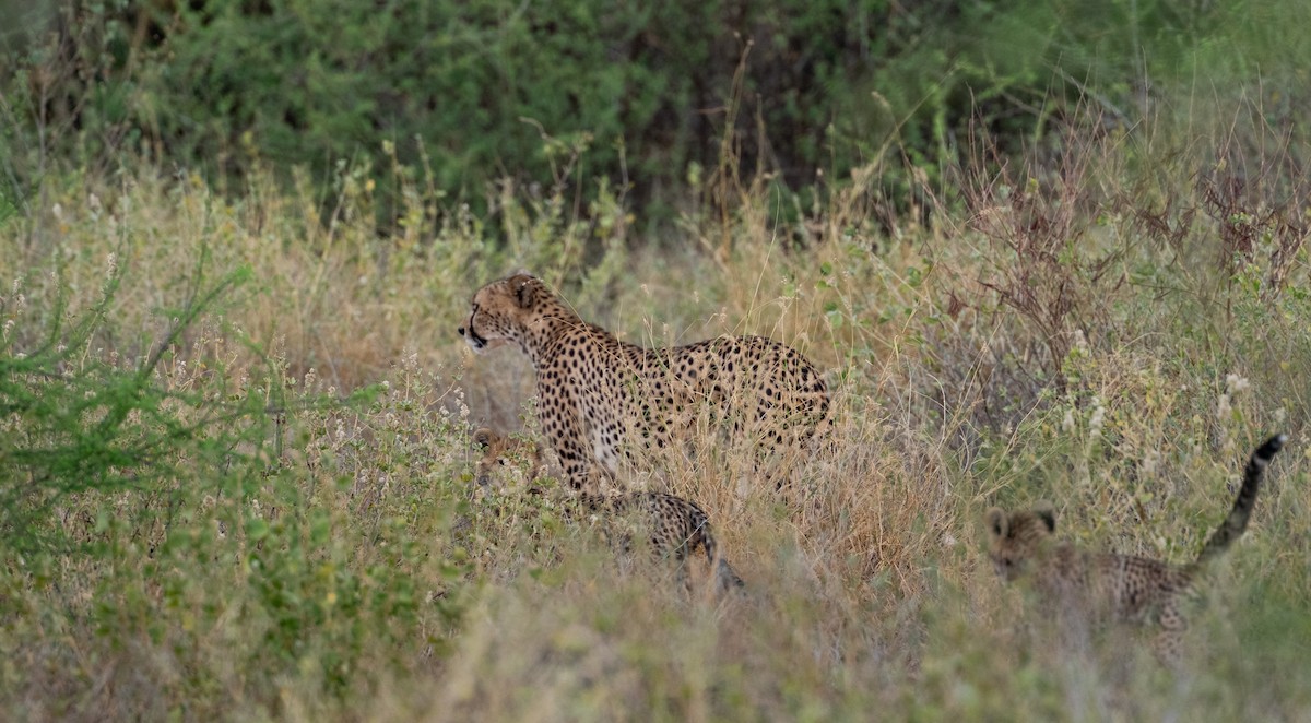 Cheetah - ML656724594