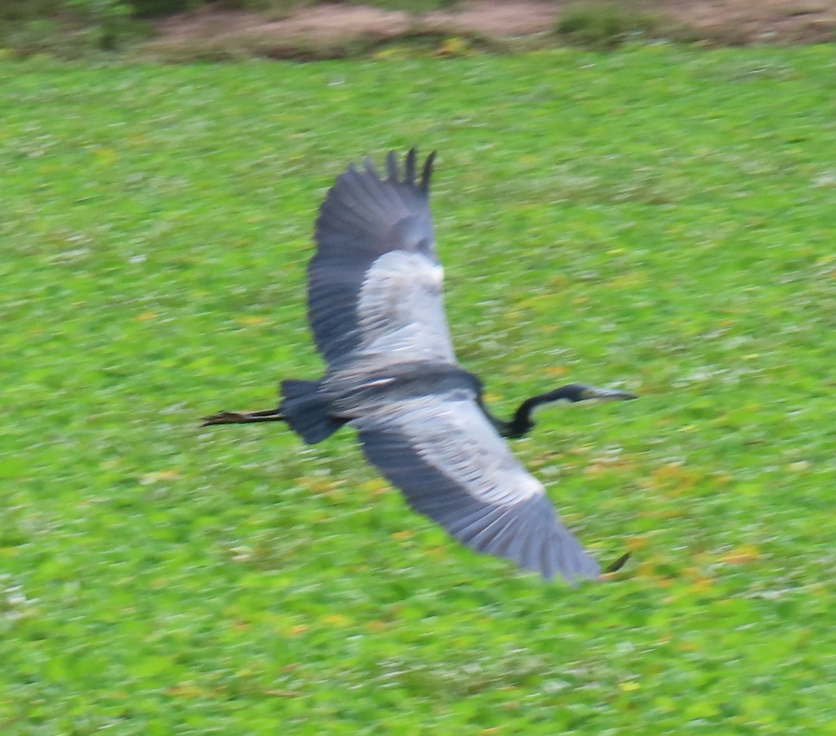 Black-headed Heron - ML656724605
