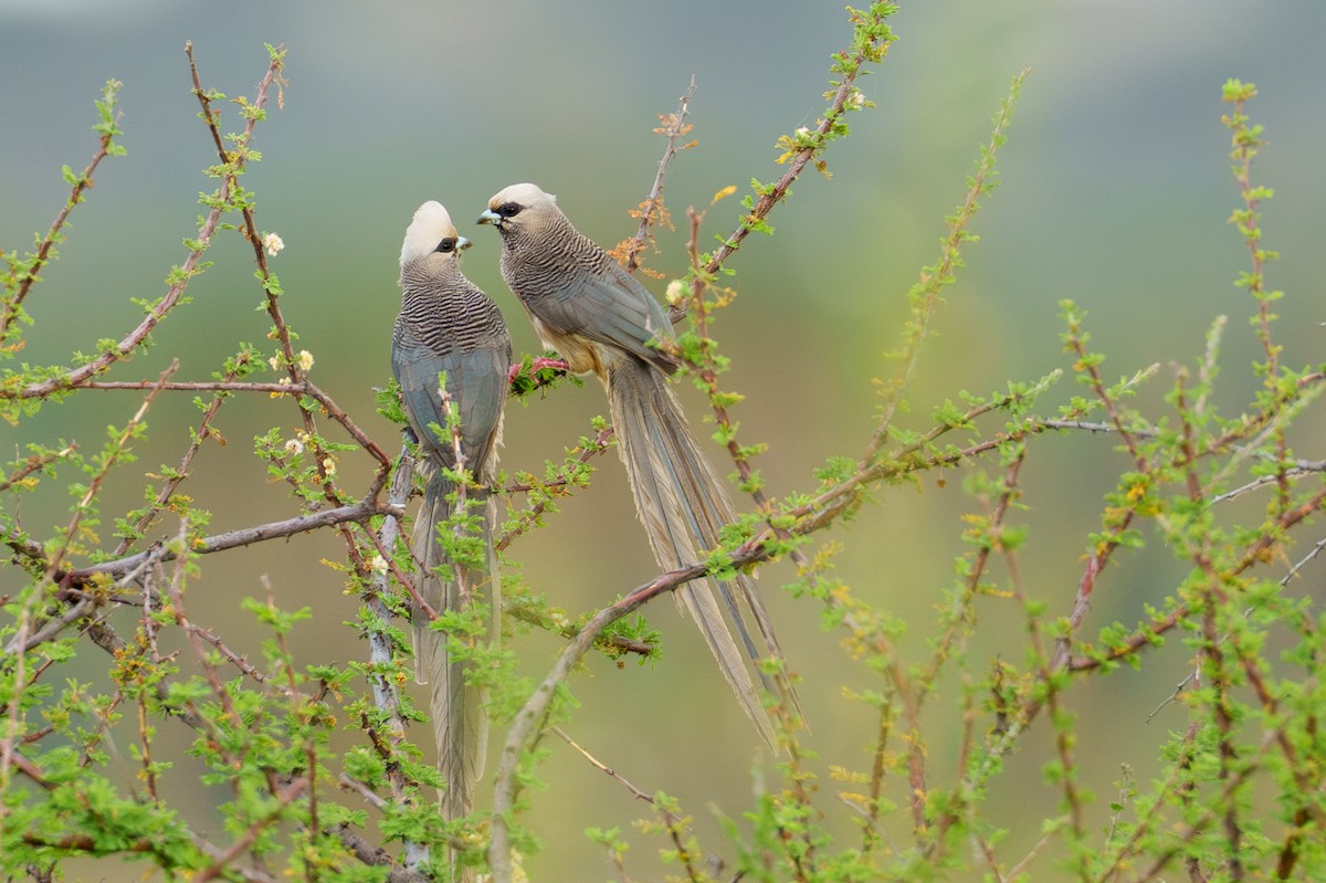 White-headed Mousebird - ML656724613