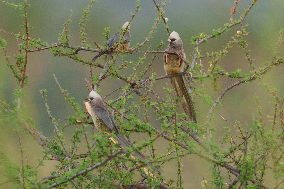 White-headed Mousebird - ML656724617