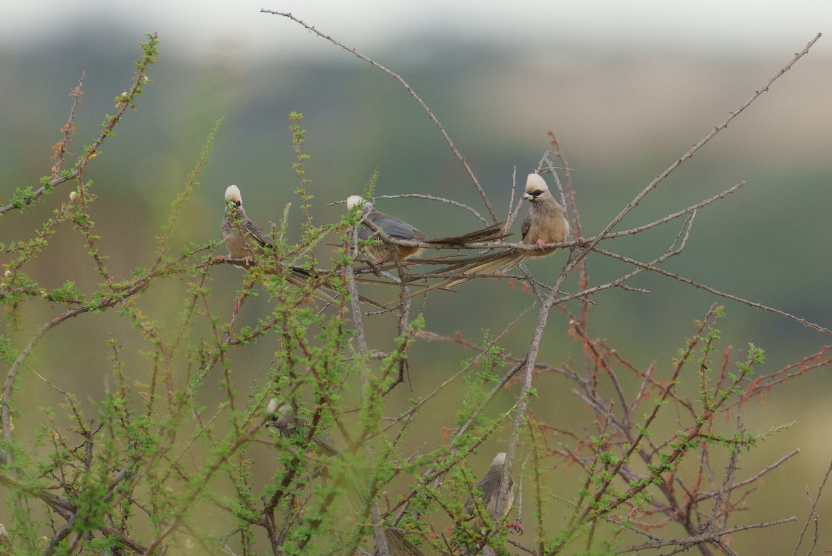 White-headed Mousebird - ML656724618