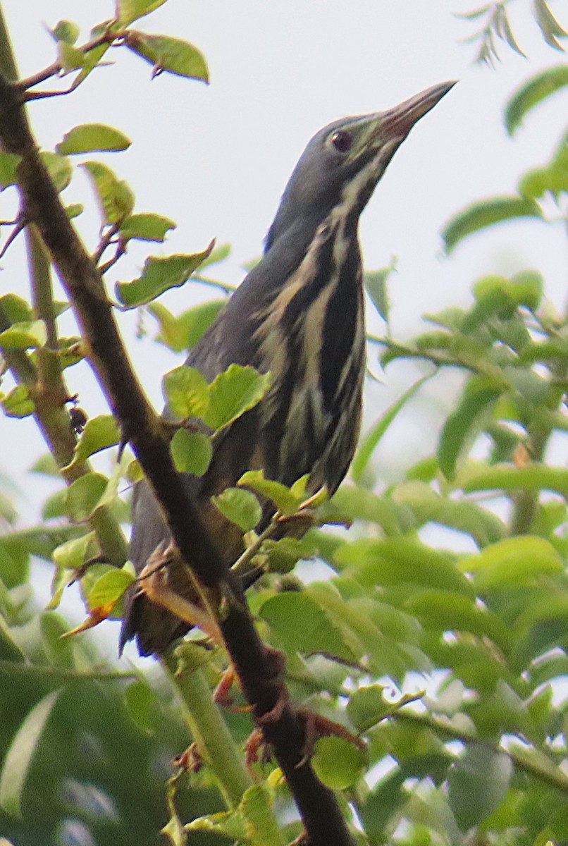 Dwarf Bittern - ML656724666