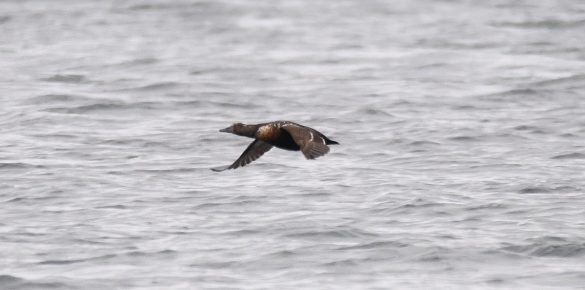 Steller's Eider - ML656725232