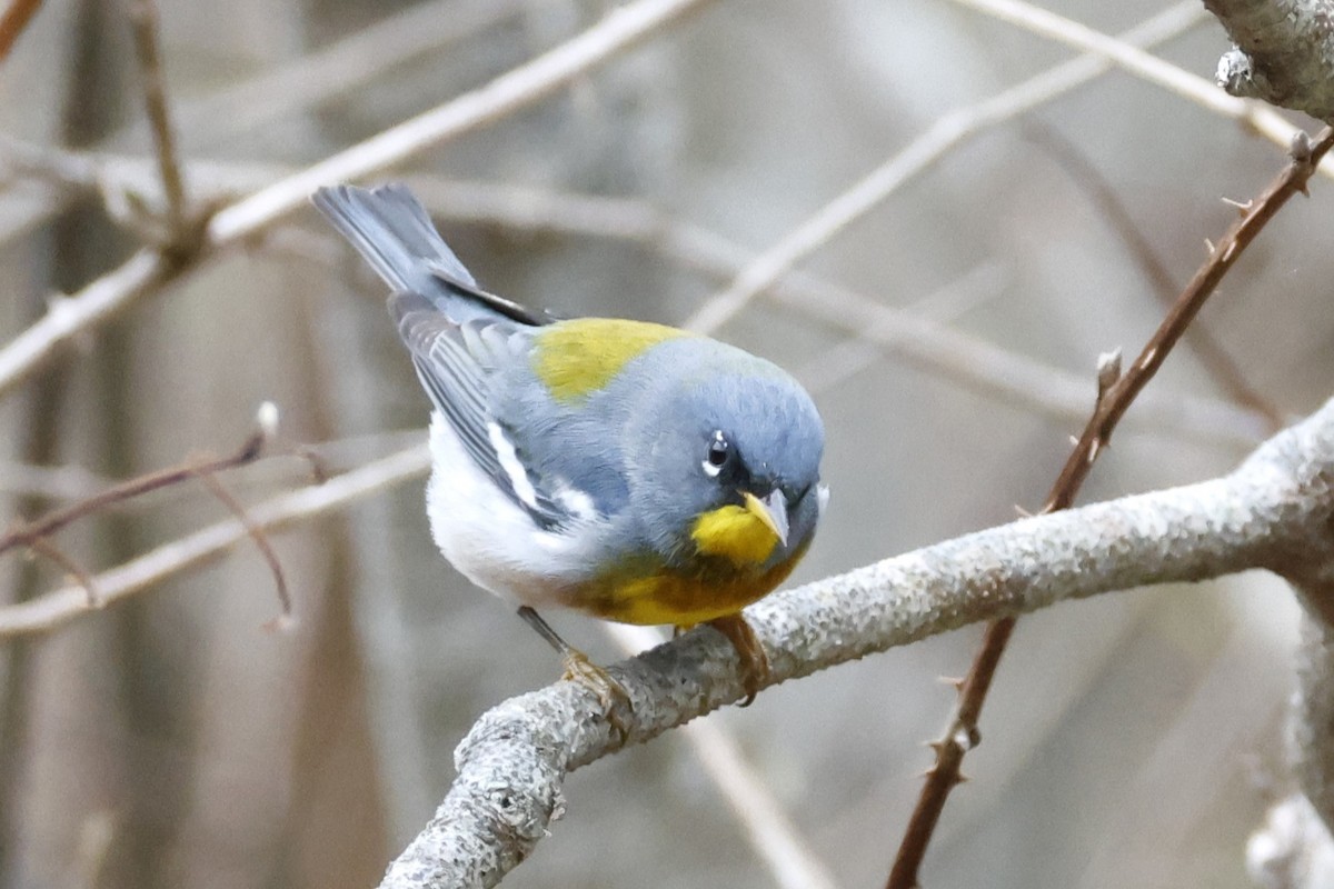 Meisenwaldsänger - ML656725454