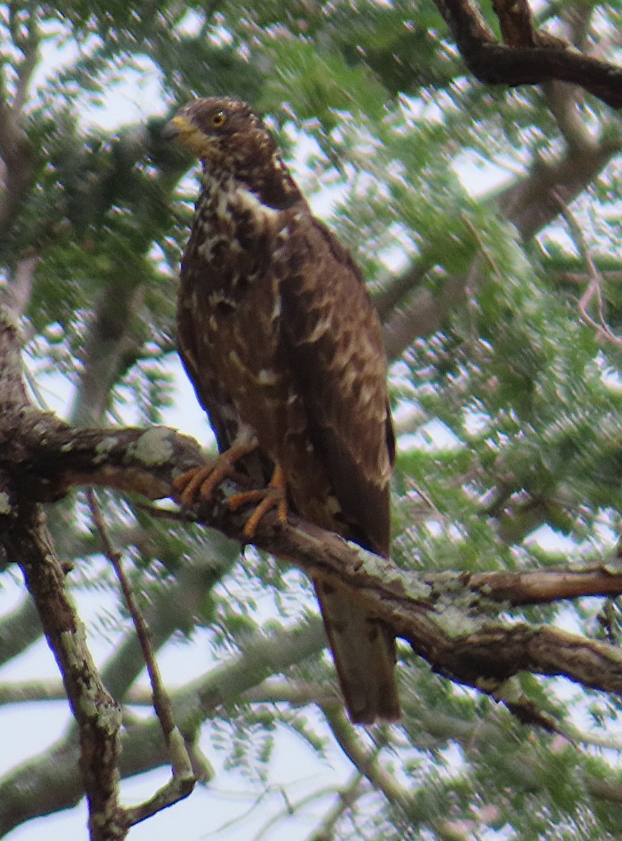 European Honey-buzzard - ML656725828