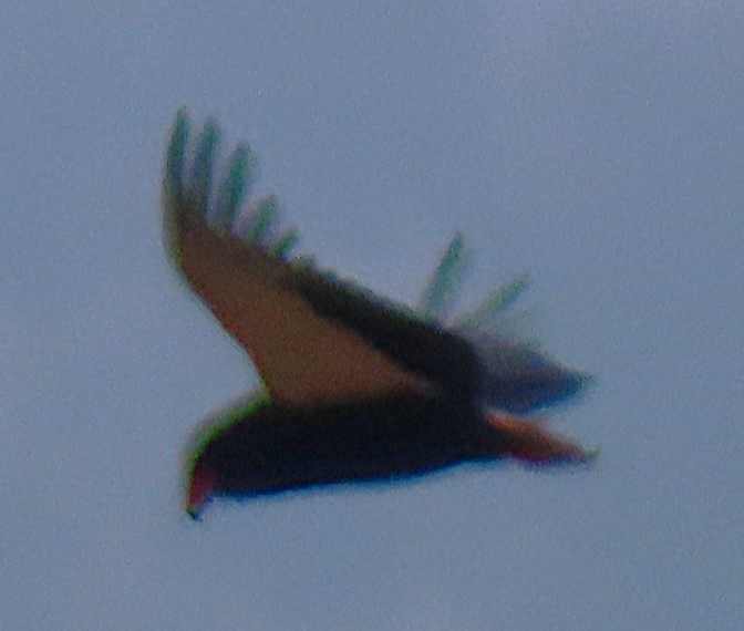 Bateleur - ML656725912