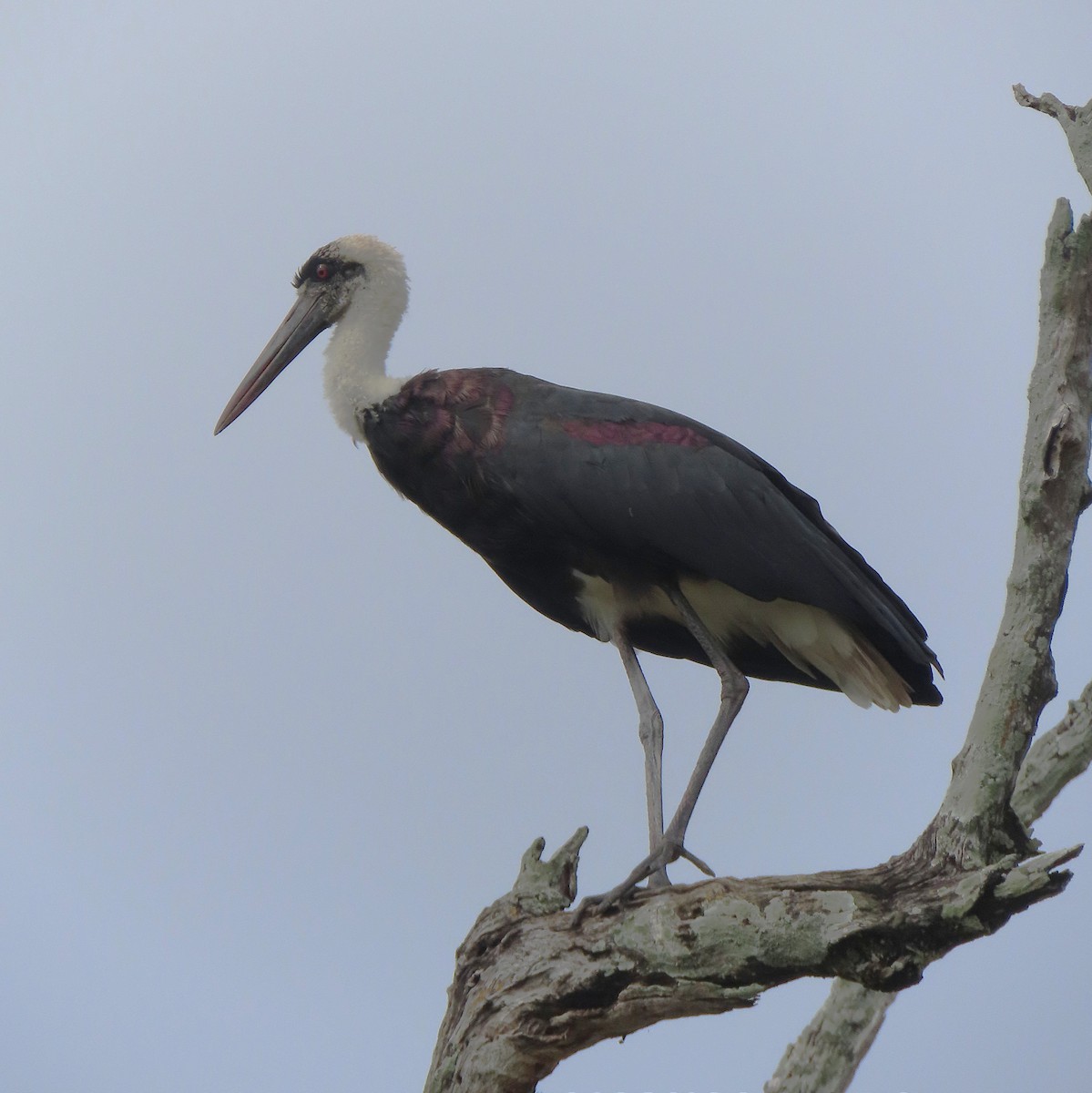 African Woolly-necked Stork - ML656726043
