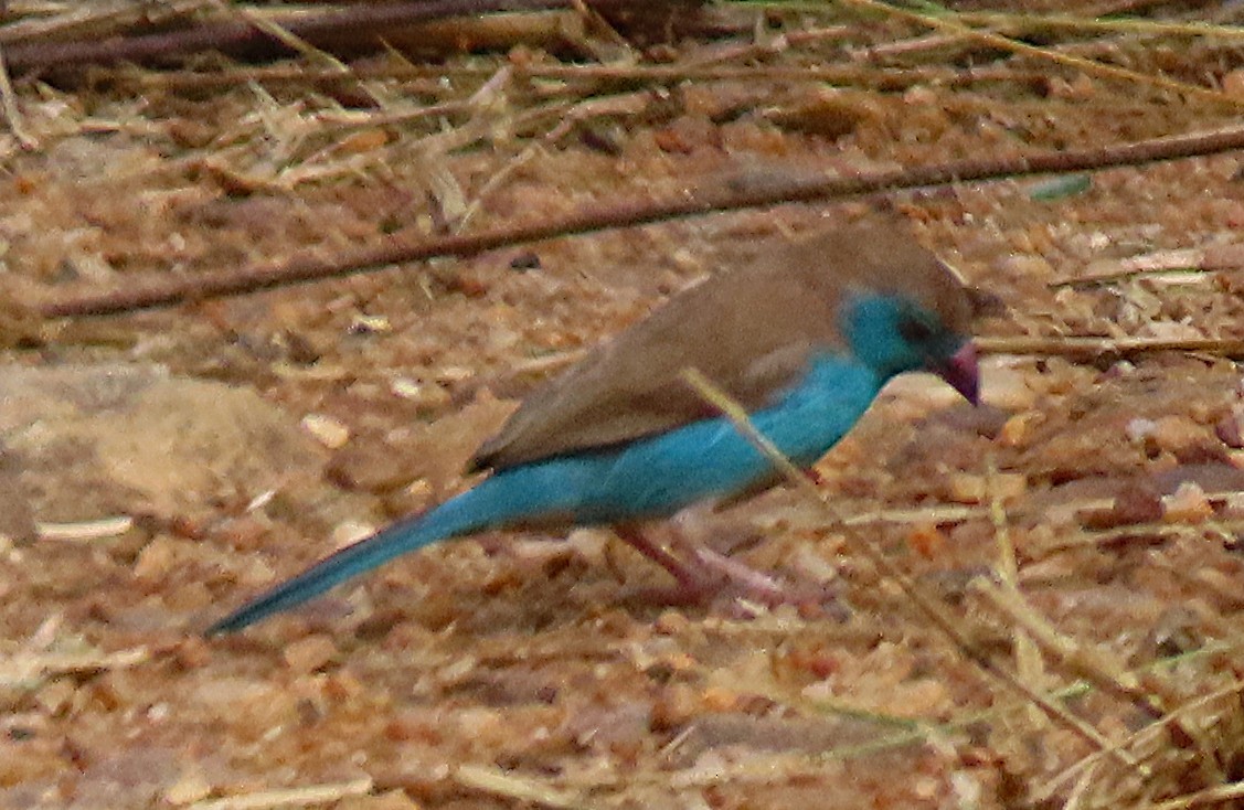 Southern Cordonbleu - ML656726574
