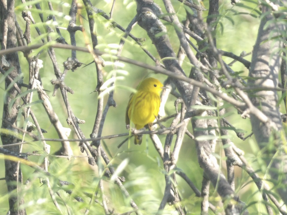 Paruline jaune - ML656726746