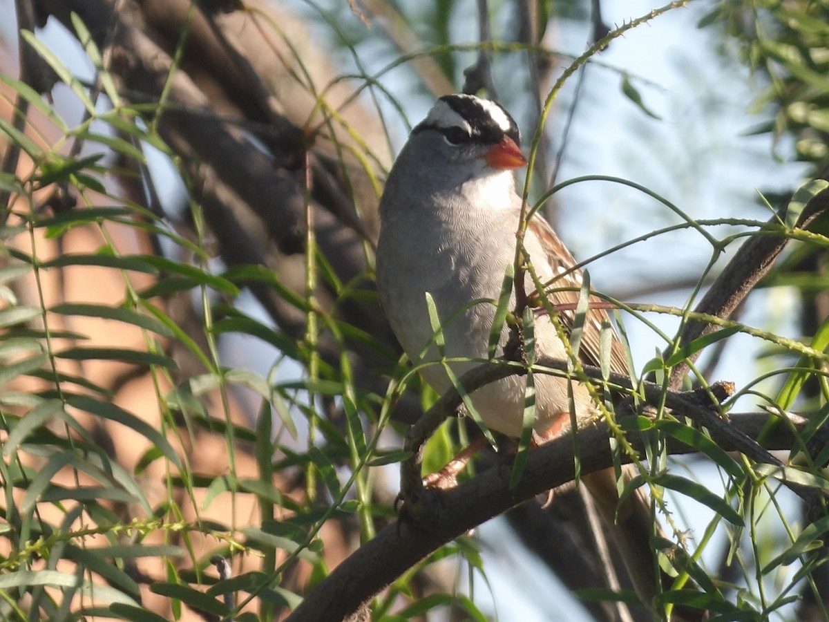 Bruant à couronne blanche - ML656726771