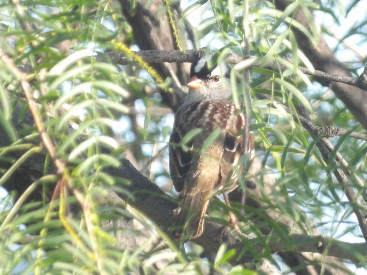 Bruant à couronne blanche - ML656726772