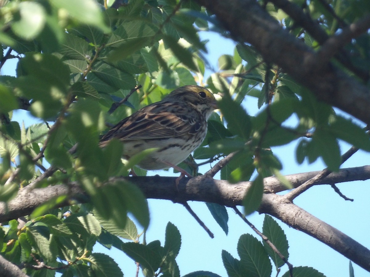 Savannah Sparrow - ML656726797