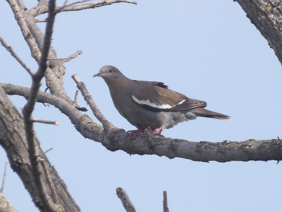White-winged Dove - ML656726897