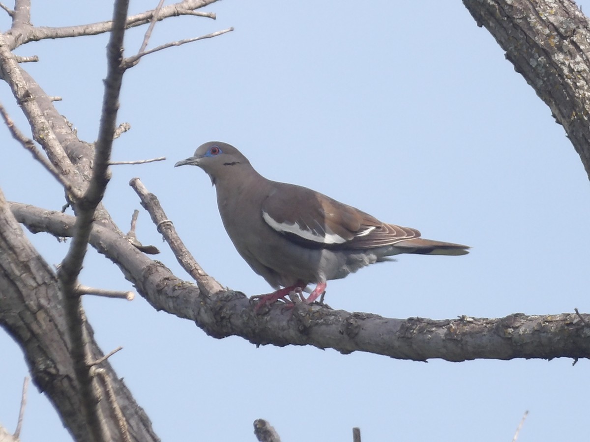 White-winged Dove - ML656726898
