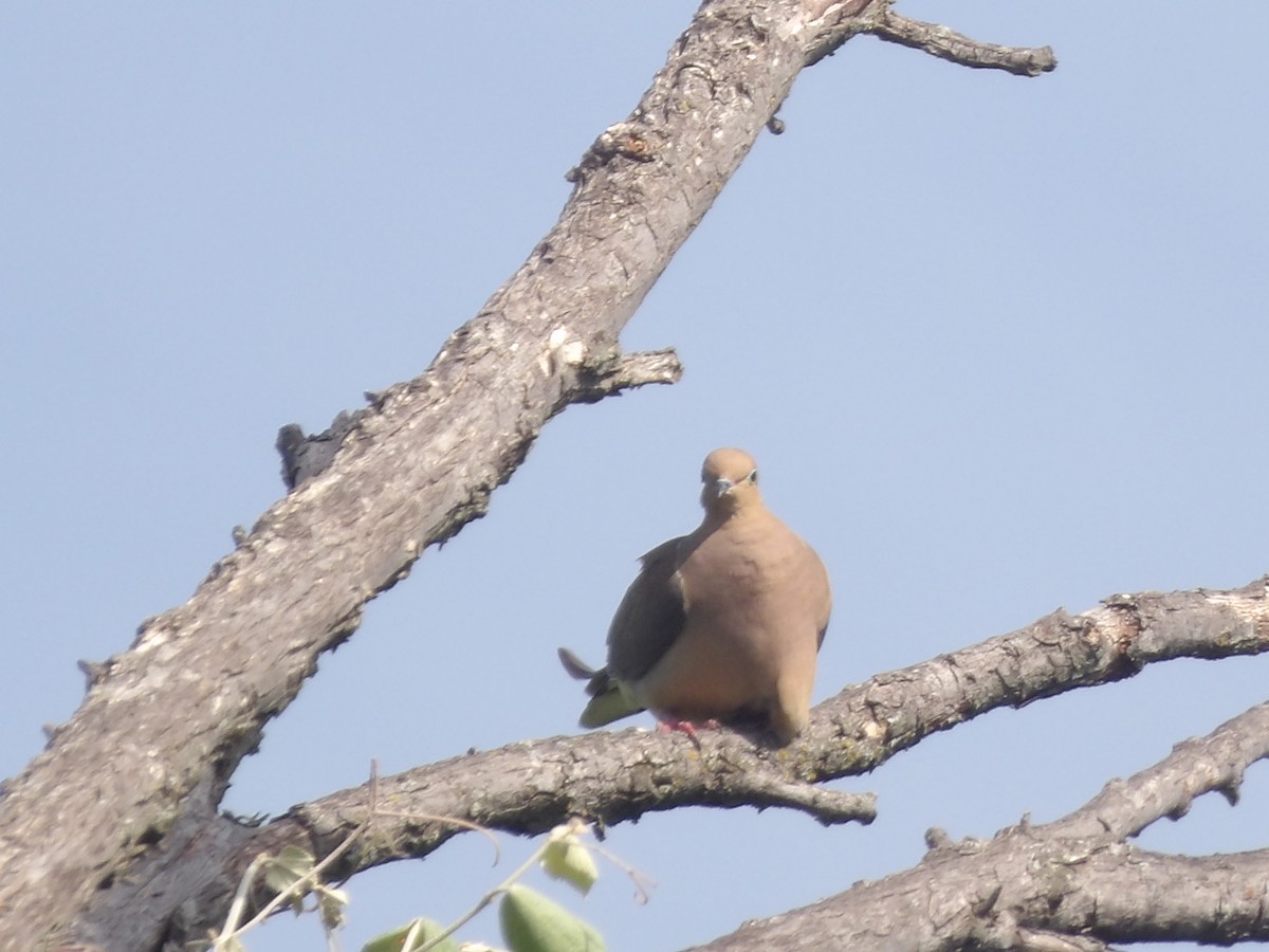 Mourning Dove - ML656726904