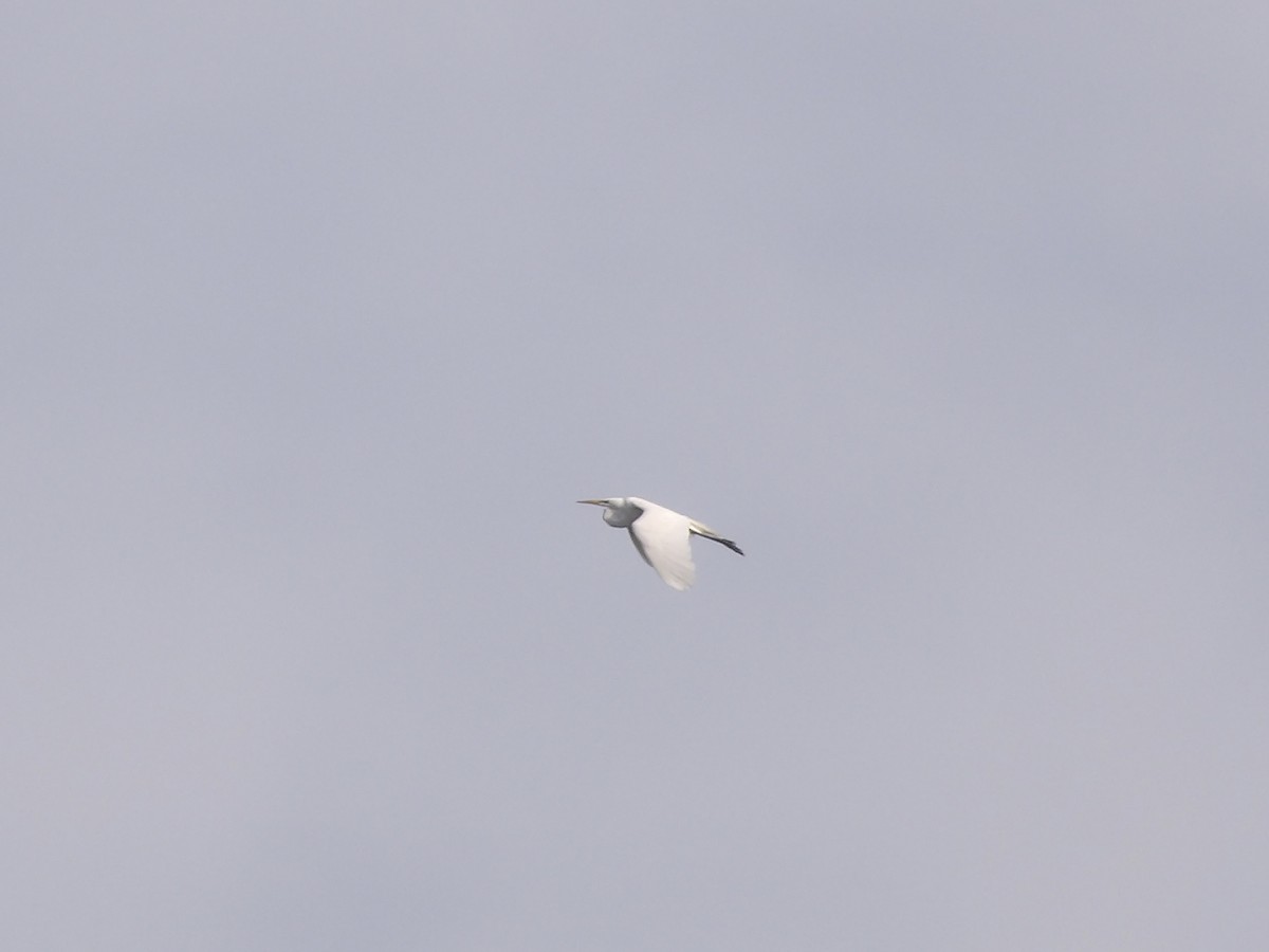 Great Egret - ML656726920