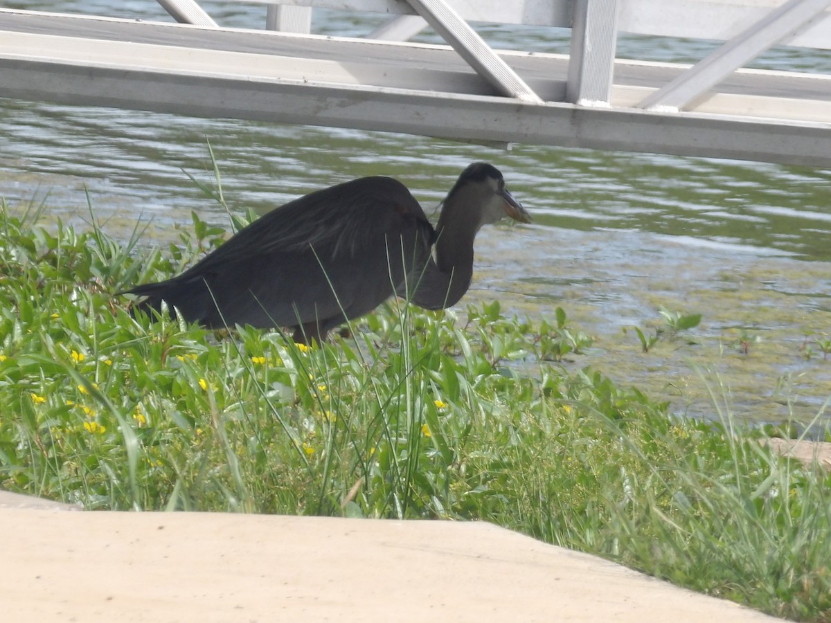Great Blue Heron - ML656726936