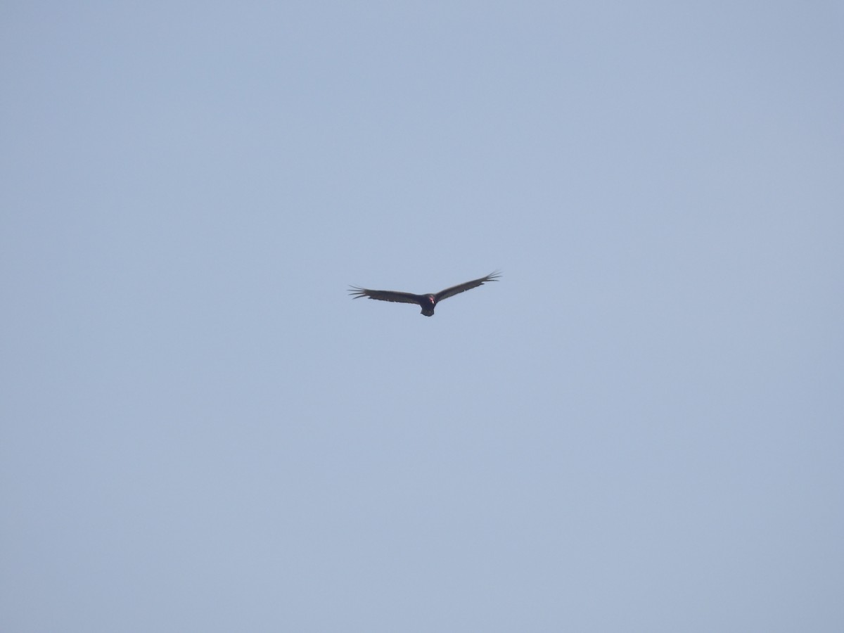 Turkey Vulture - ML656726954