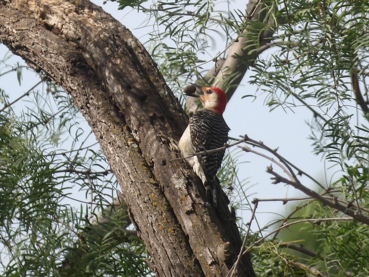 Red-bellied Woodpecker - ML656726982