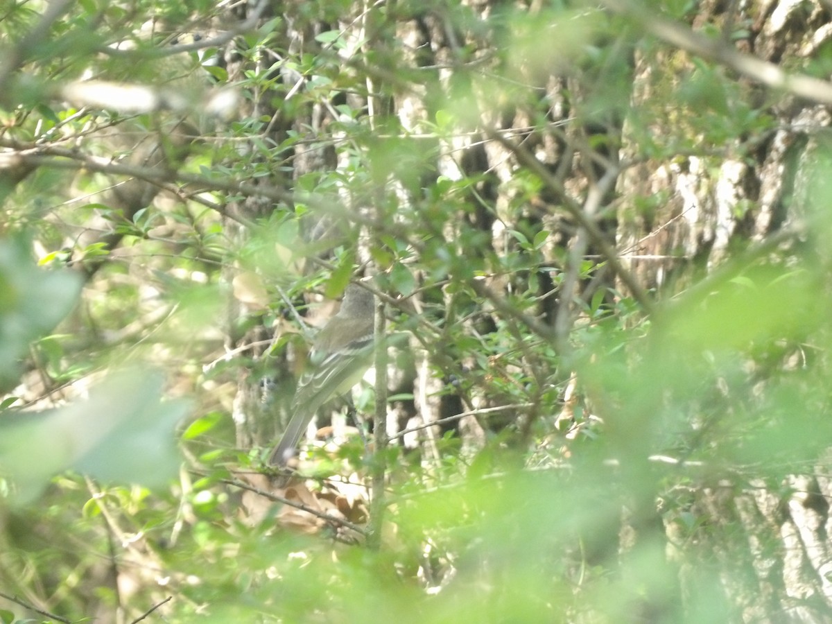 Least Flycatcher - ML656726983