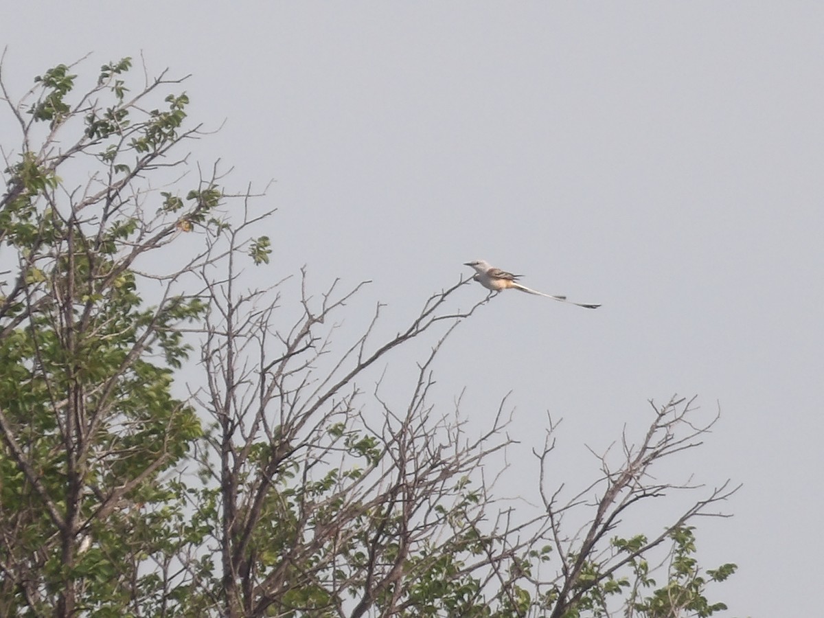 Scissor-tailed Flycatcher - ML656727008
