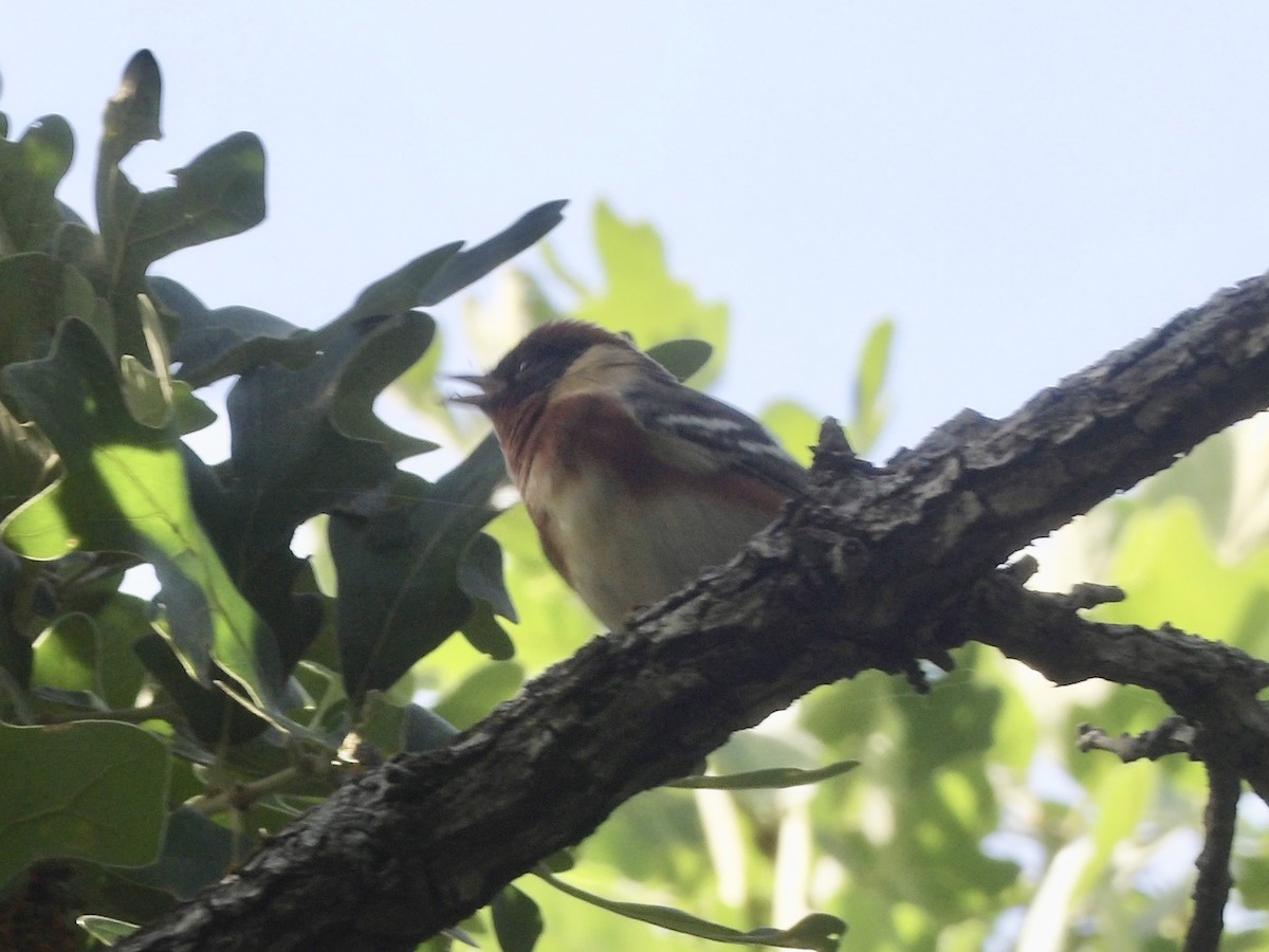 Bay-breasted Warbler - ML656727038