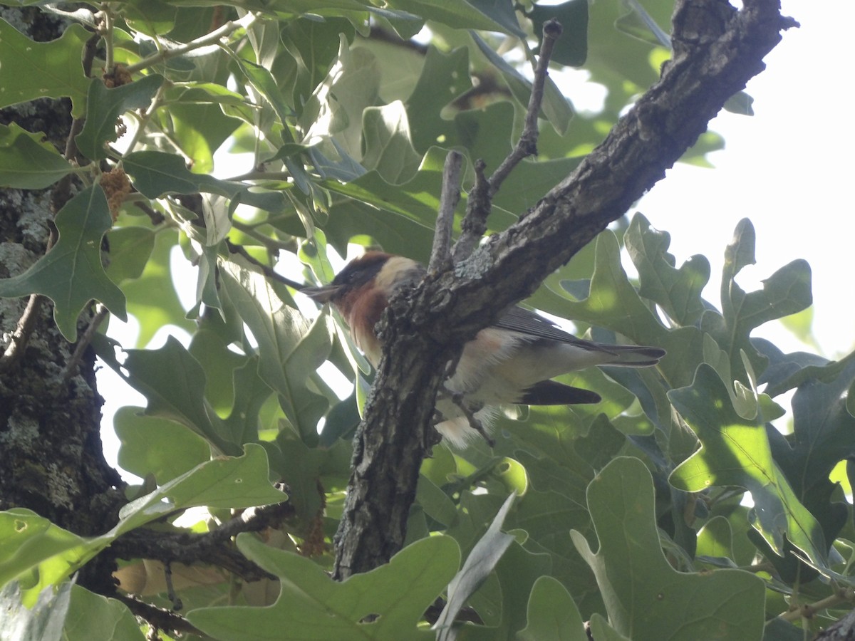 Bay-breasted Warbler - ML656727039