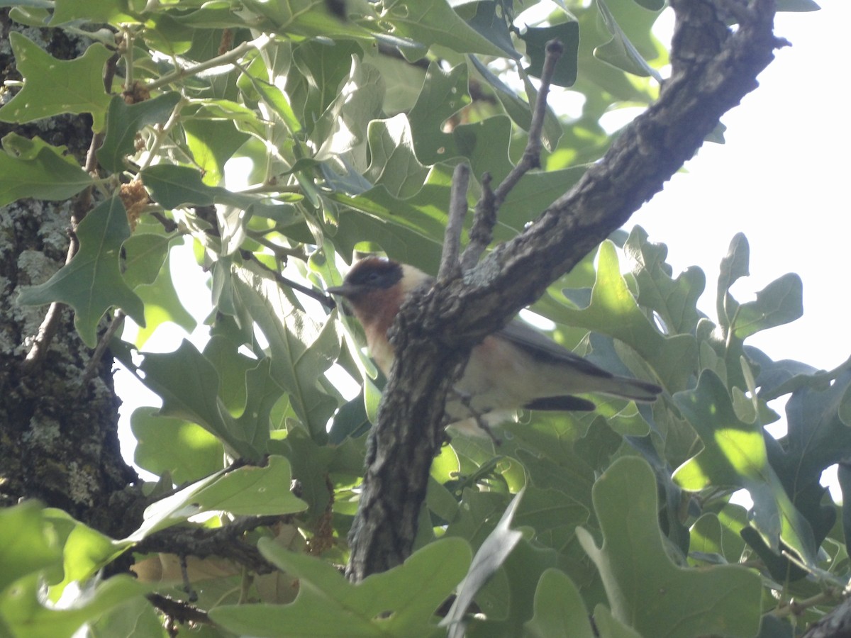 Bay-breasted Warbler - ML656727040