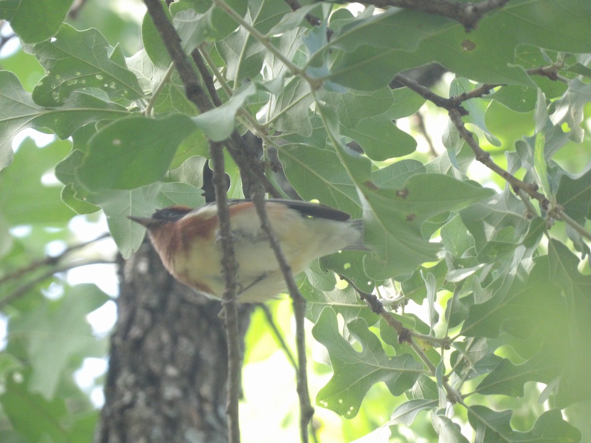 Bay-breasted Warbler - ML656727041