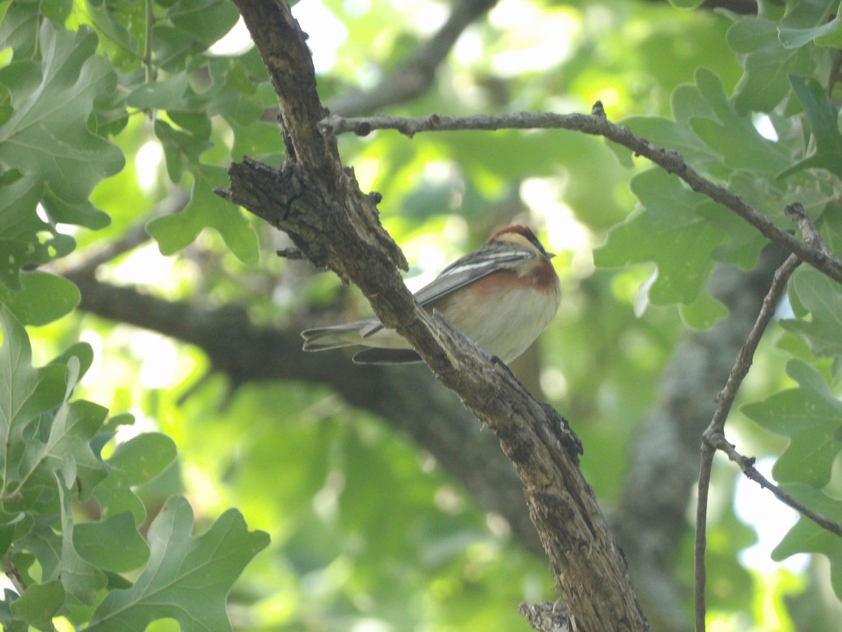 Bay-breasted Warbler - ML656727042