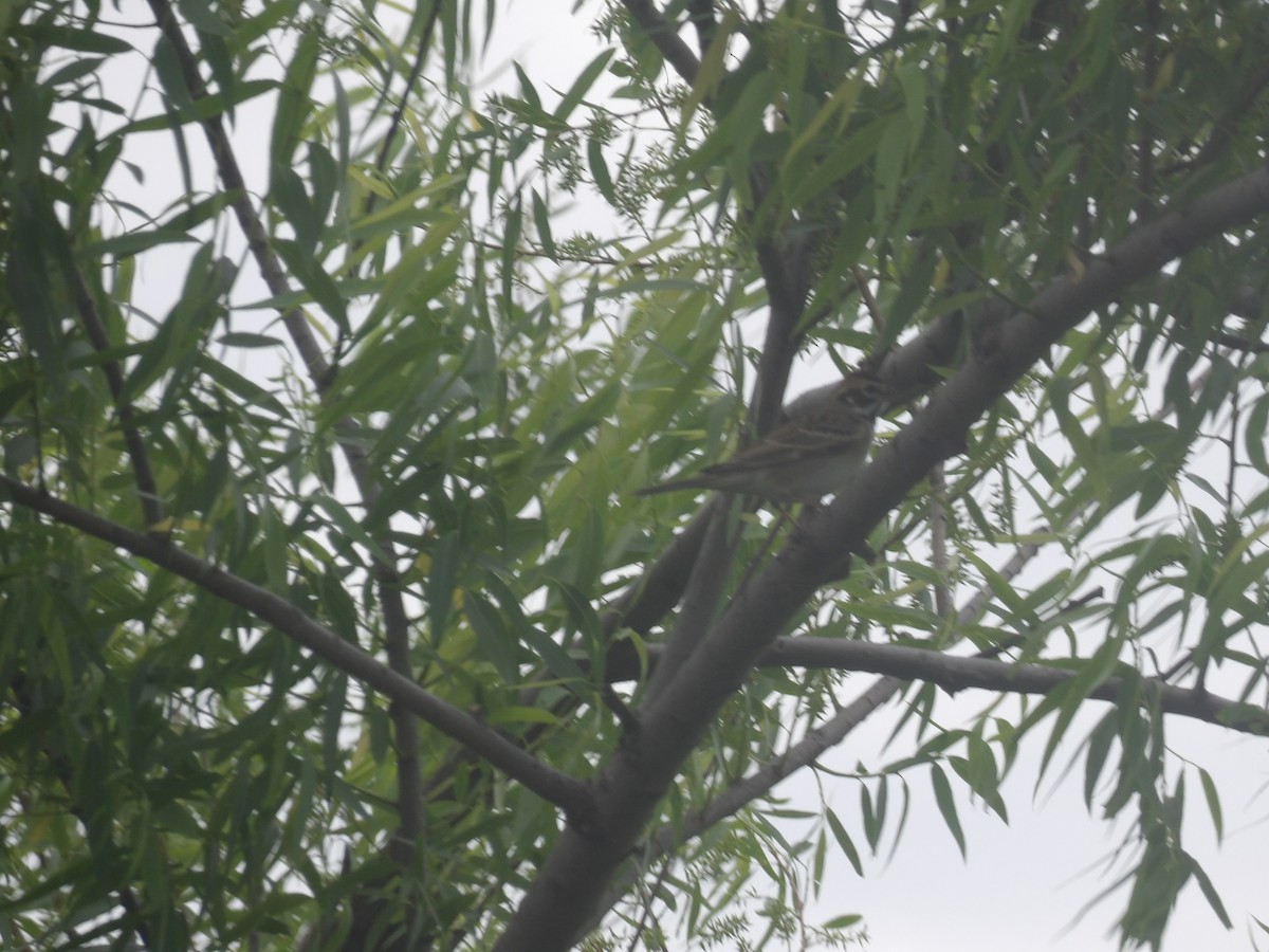 Lark Sparrow - ML656727206