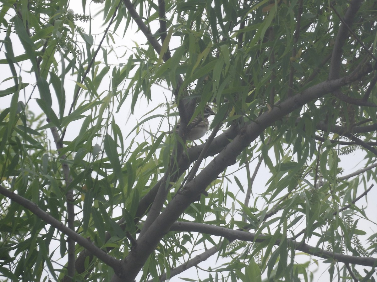Lark Sparrow - ML656727207