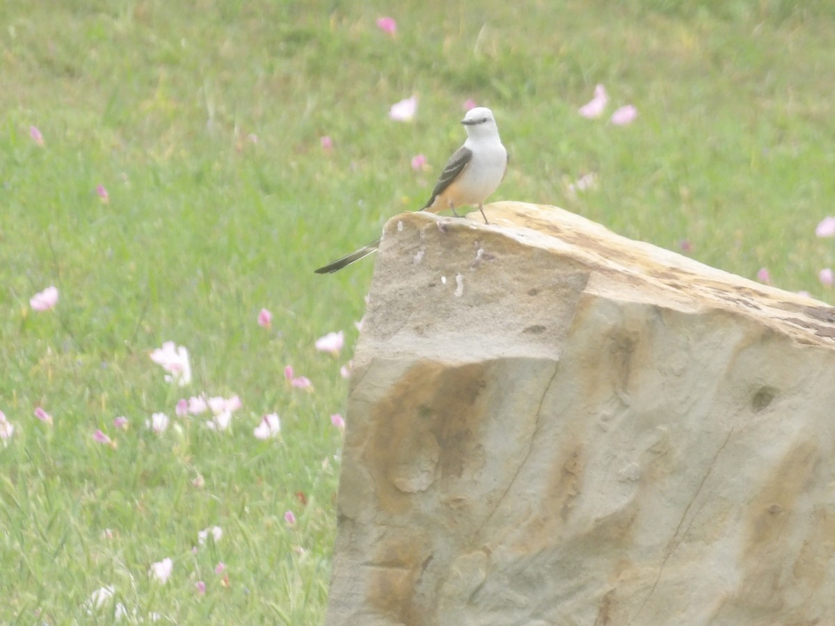 Scissor-tailed Flycatcher - ML656727229