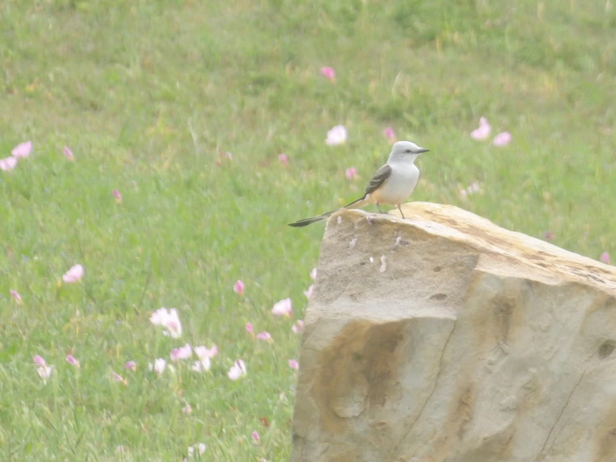 Scissor-tailed Flycatcher - ML656727230
