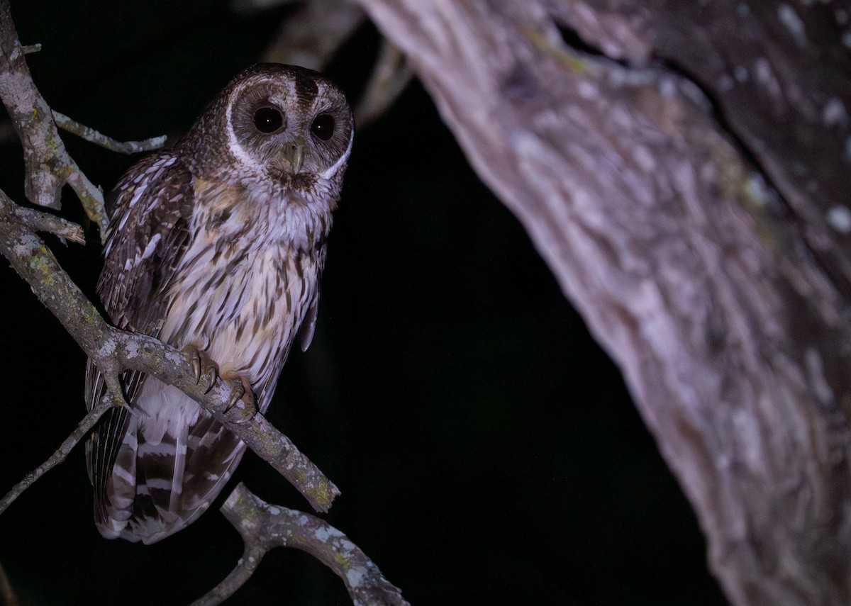 Mottled Owl - ML656727362