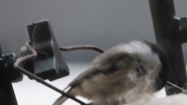 Black-capped Chickadee - ML656727905