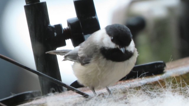 Black-capped Chickadee - ML656728079