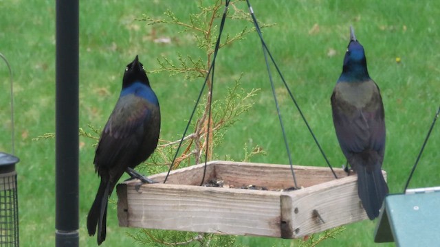 Common Grackle - ML656728330