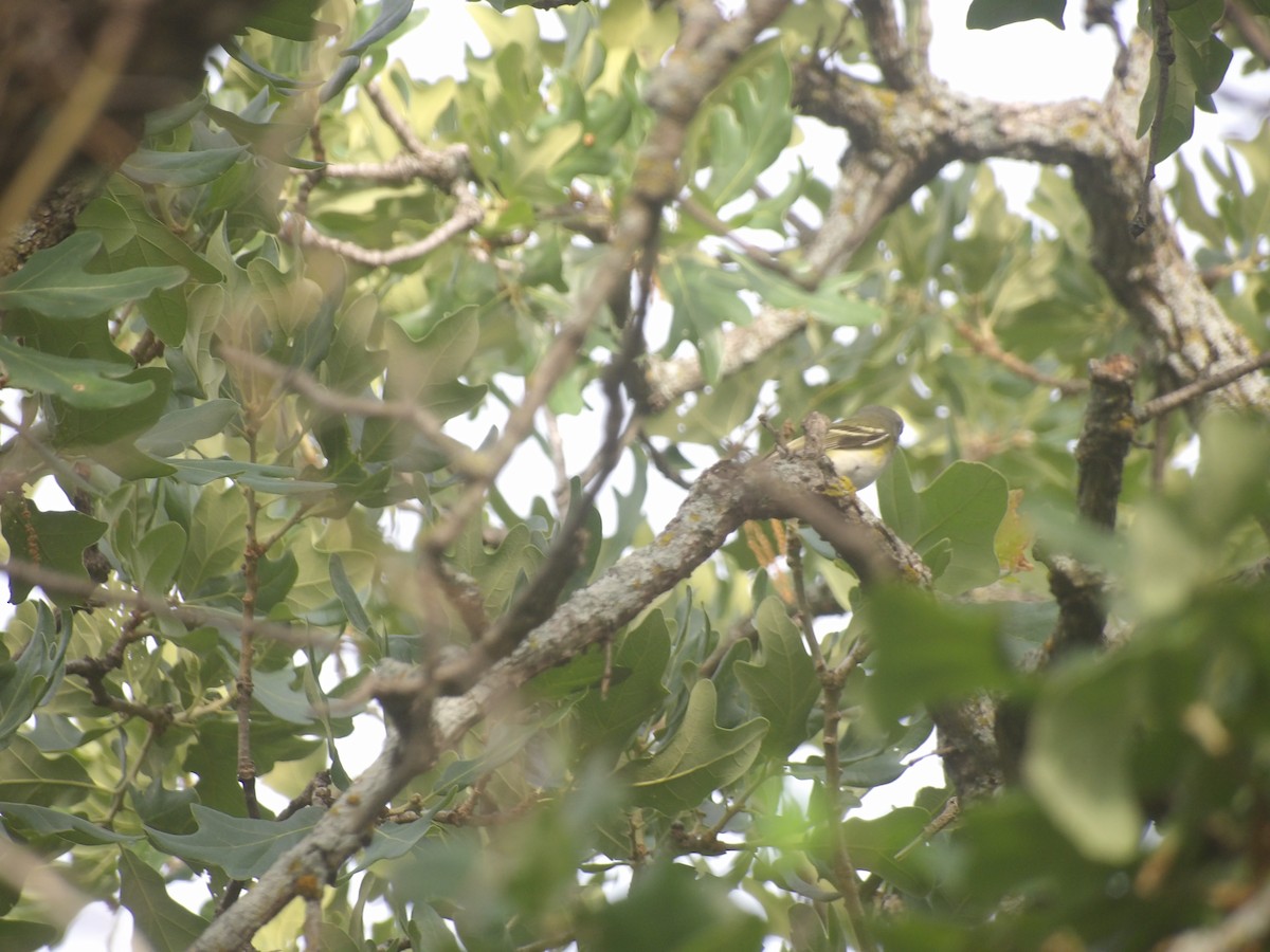 Blue-headed Vireo - ML656728531