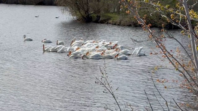 American White Pelican - ML656729683