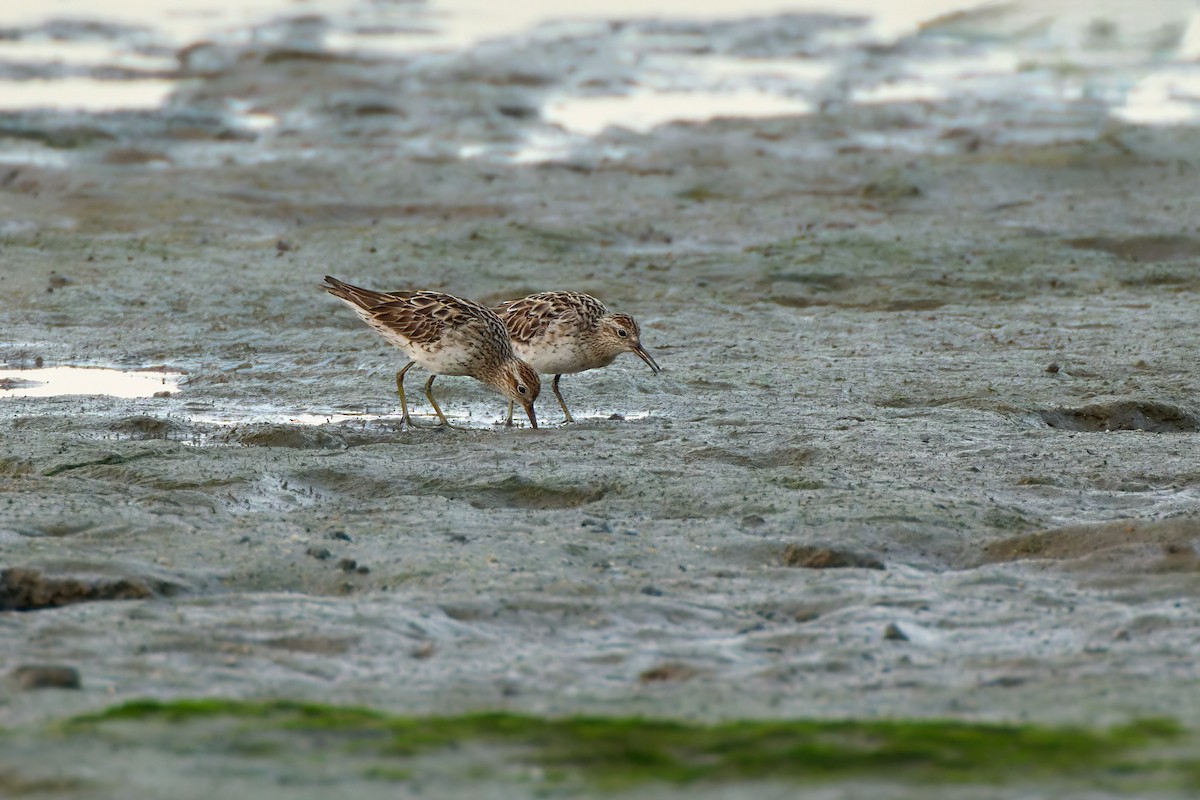 Sharp-tailed Sandpiper - ML656731899