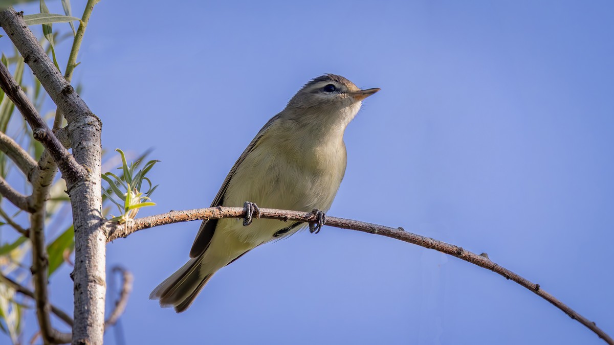 Batılı Ötücü Vireo - ML656732017