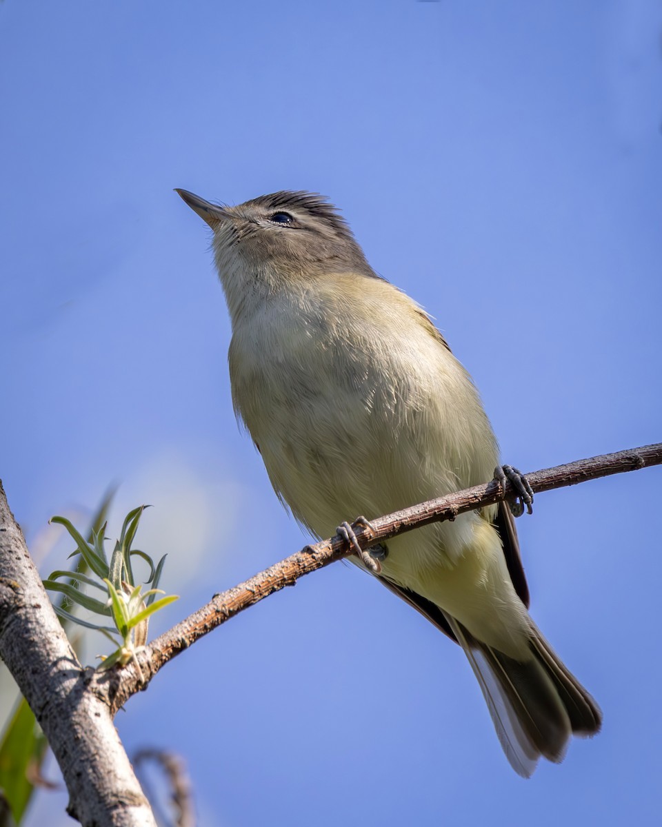 Batılı Ötücü Vireo - ML656732020