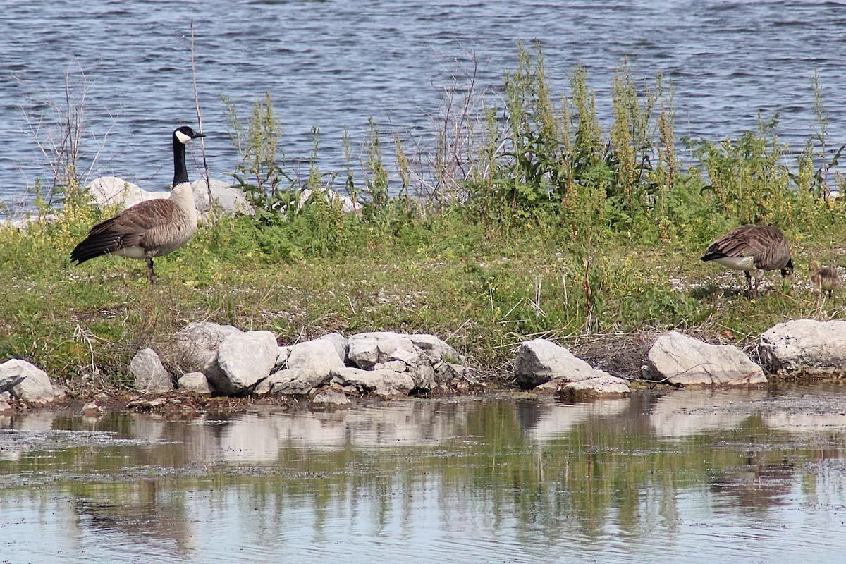 eBird Checklist - 6 May 2026 - Prairie Queen RA - 19 species