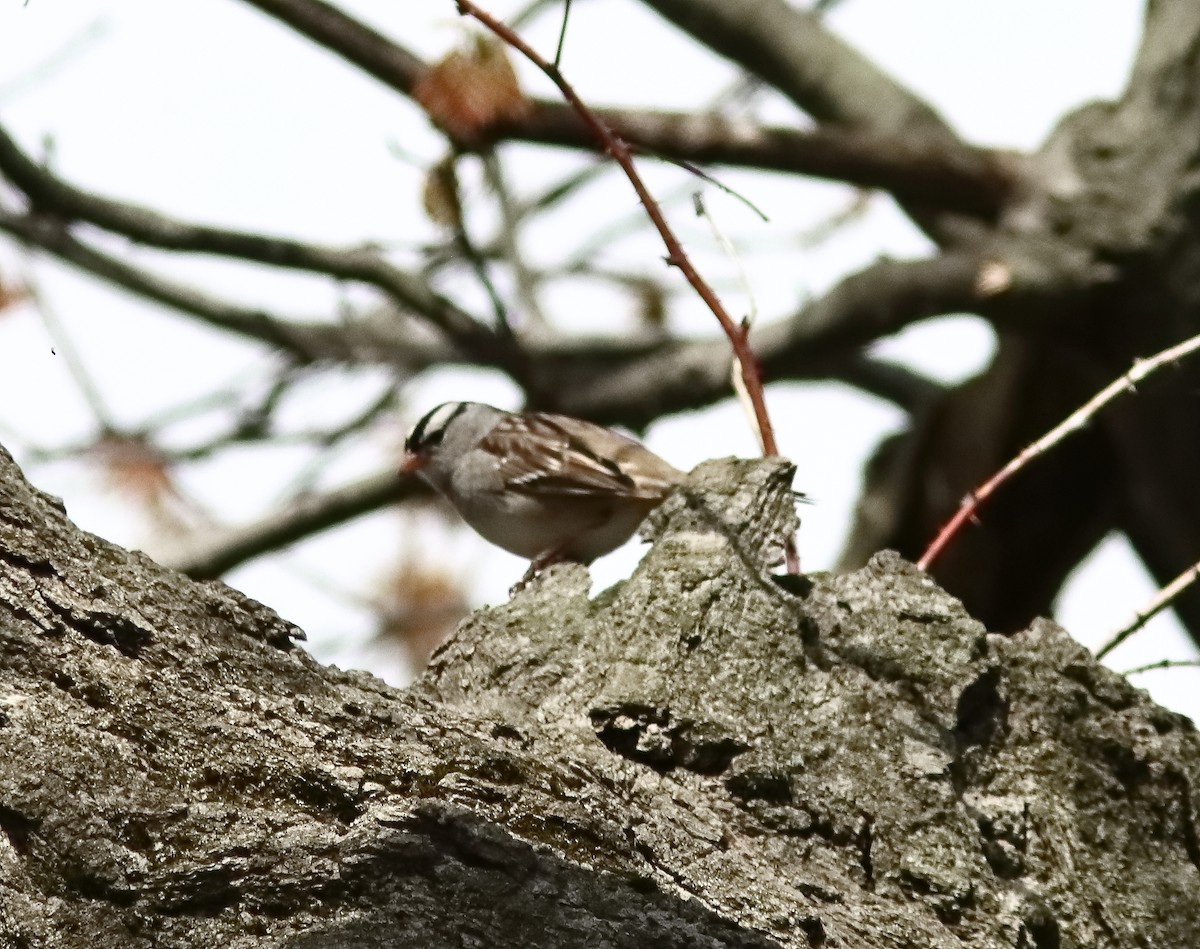 eBird Checklist - 6 May 2026 - Rondeau Provincial Park* general (use ...