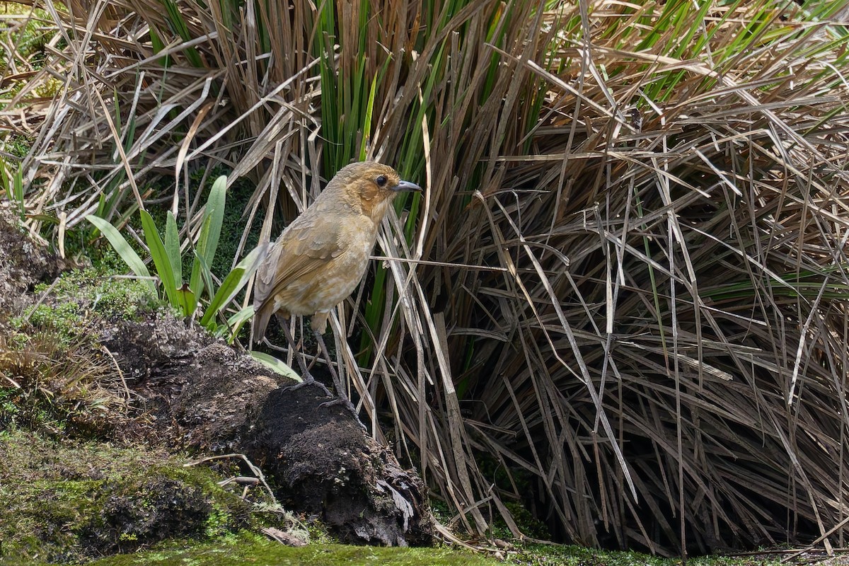 Boyaca Antpitta - ML656737163
