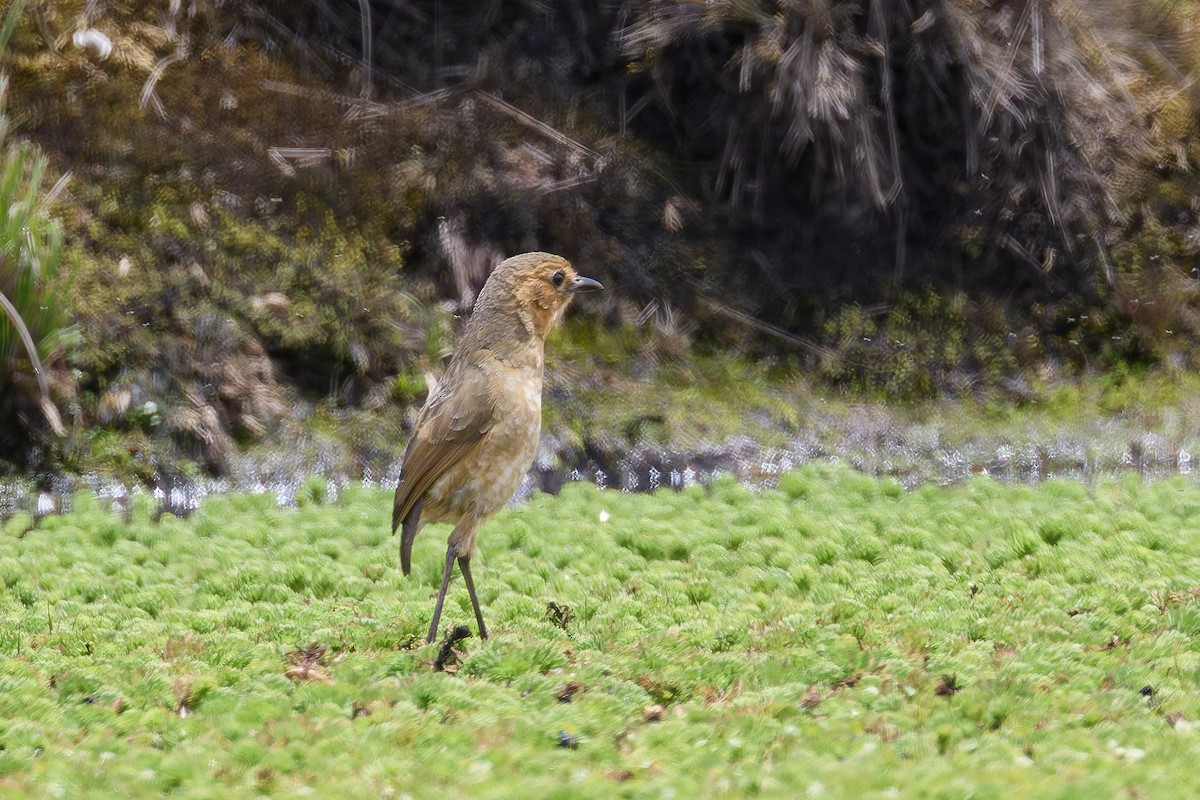 Boyaca Antpitta - ML656737189