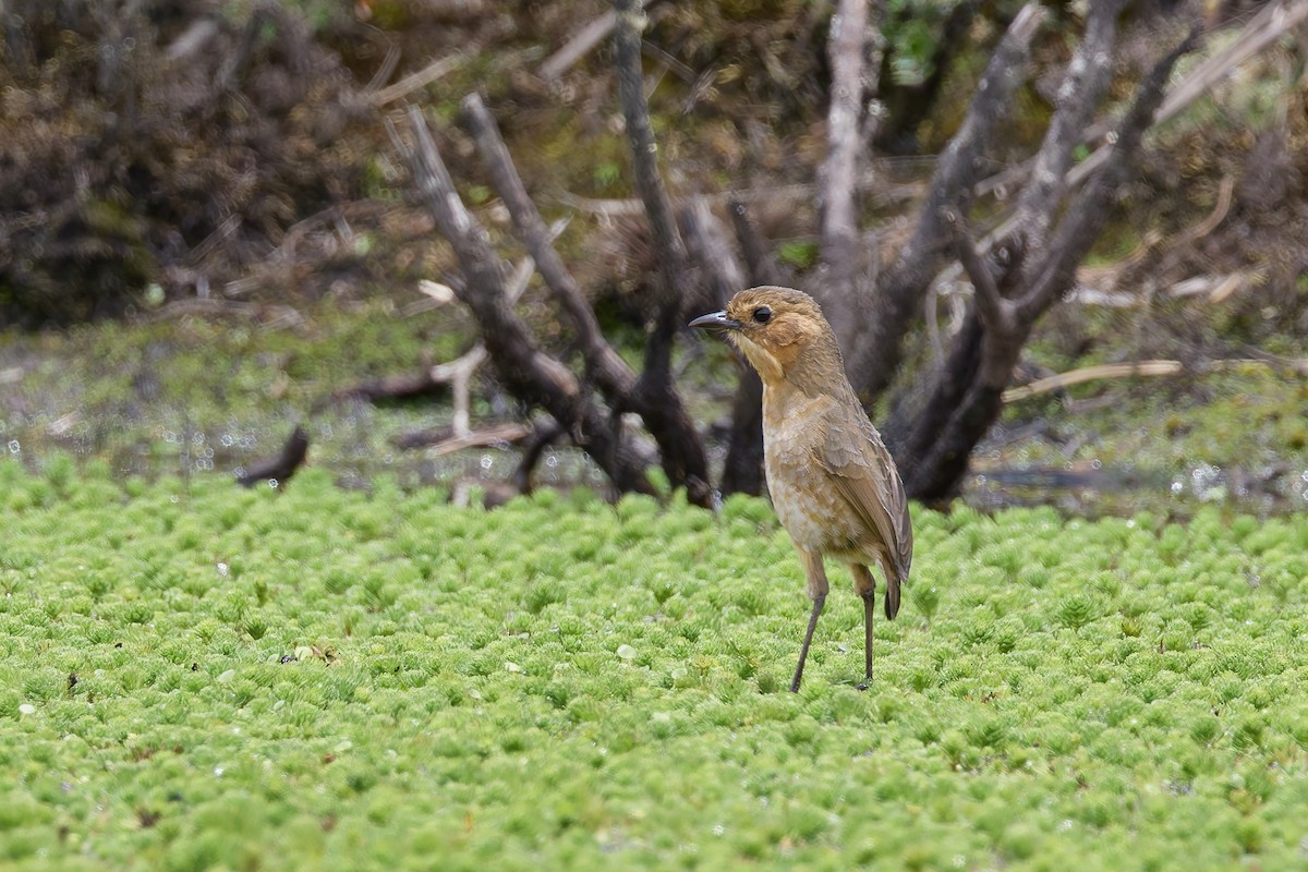 Boyaca Antpitta - ML656737197