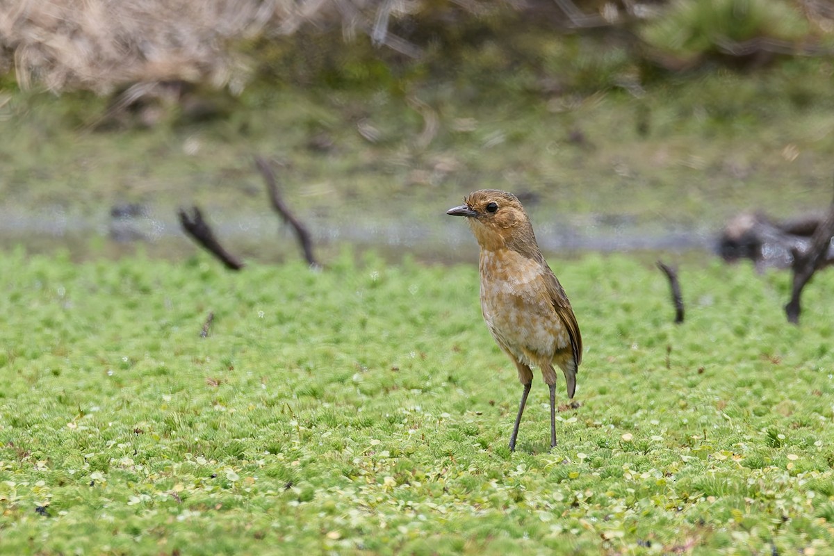 Boyaca Antpitta - ML656737202
