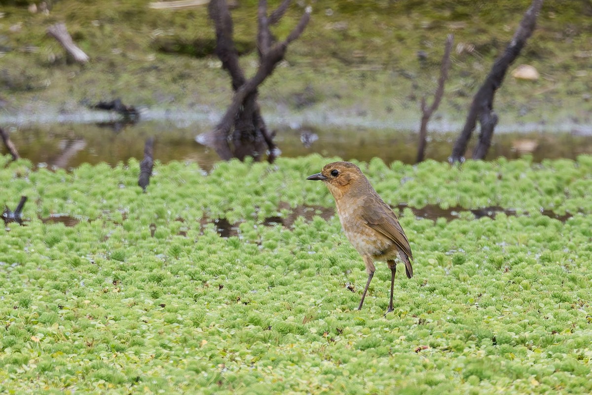 Boyaca Antpitta - ML656737210